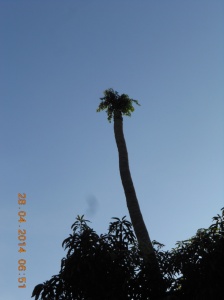 Burung - burung meikmati buah beringin dan menyemainya di puncak pohon kelapa yang telah mati. Itulah kehidupan baru dan istimewa.